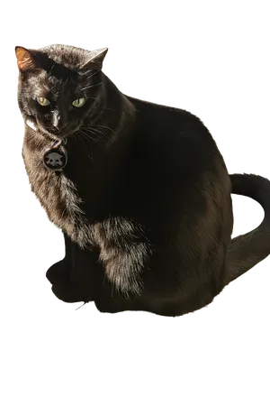 Kyra the kindest cat in the world - elegant black cat portrait with transparent background