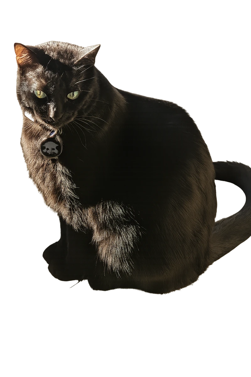 Kyra the kindest cat in the world - elegant black cat portrait with transparent background
