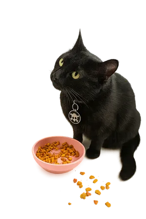 Kyra the black cat with watchful, attentive gaze and transparent background