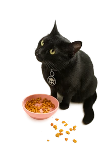 Kyra the black cat with watchful, attentive gaze and transparent background