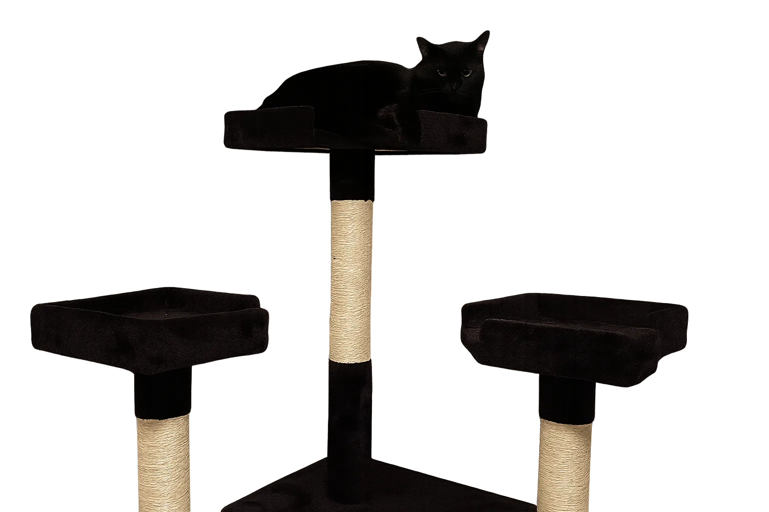 Kyra watching the tail-chasing continue