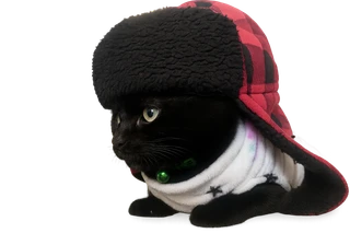 Kyra the black cat looking up curiously with transparent background