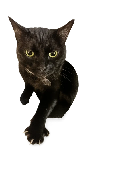 Kyra the black cat sitting elegantly with transparent background
