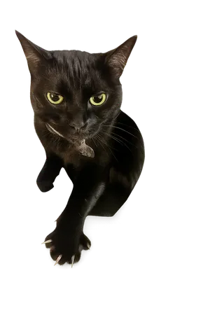 Kyra the black cat sitting elegantly with transparent background