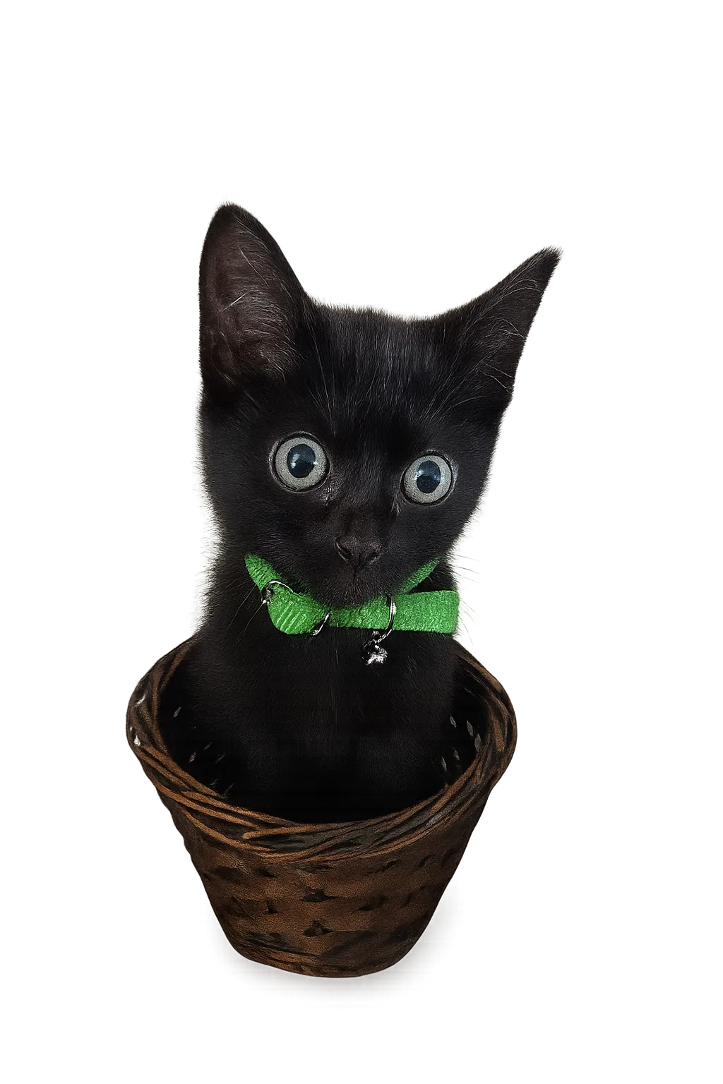 Kyra on monitor perch observing Ryan's victory dance