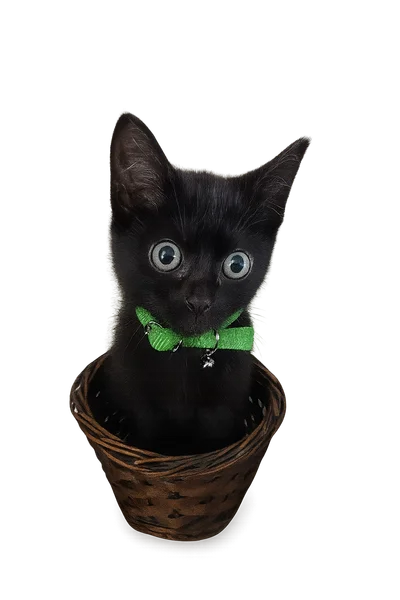 Kyra the black cat in a playful stance with transparent background