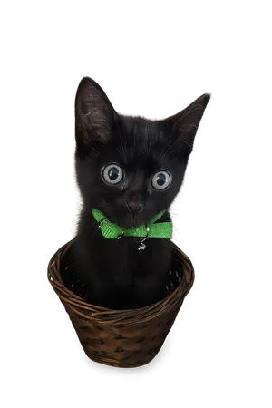 Kyra the black cat in a playful stance with transparent background