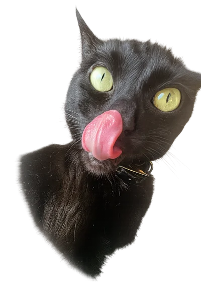 Kyra the black cat lounging comfortably with transparent background