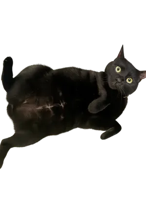 Kyra the black cat laying on her back, proudly displaying her spay scar with transparent background