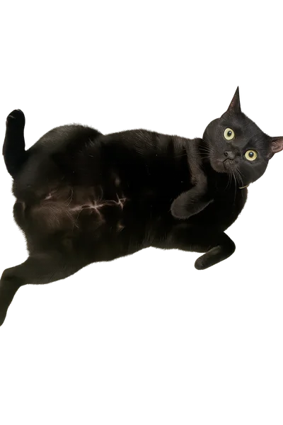 Kyra the black cat laying on her back, proudly displaying her spay scar with transparent background