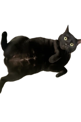 Kyra the black cat laying on her back, proudly displaying her spay scar with transparent background