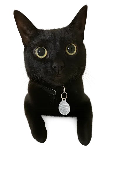 Kyra the black cat in friendly approaching pose with transparent background
