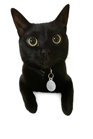 Kyra the black cat in friendly approaching pose with transparent background
