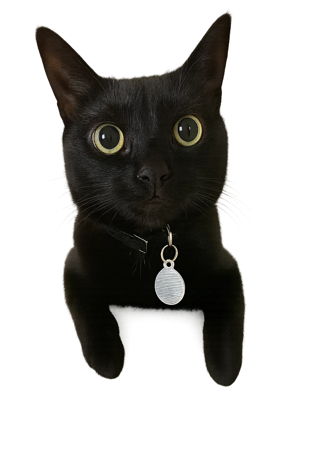 Kyra on alley prowl conducting territorial research