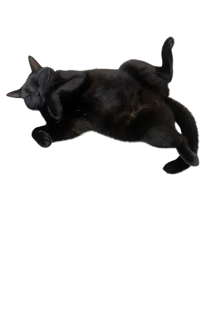 Kyra the black cat resting peacefully with transparent background