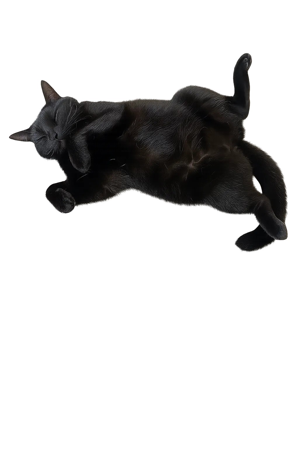 Kyra's tail drift quality assurance